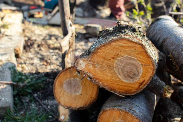 How Our Tree Care Process Works  in  Bonham, TX