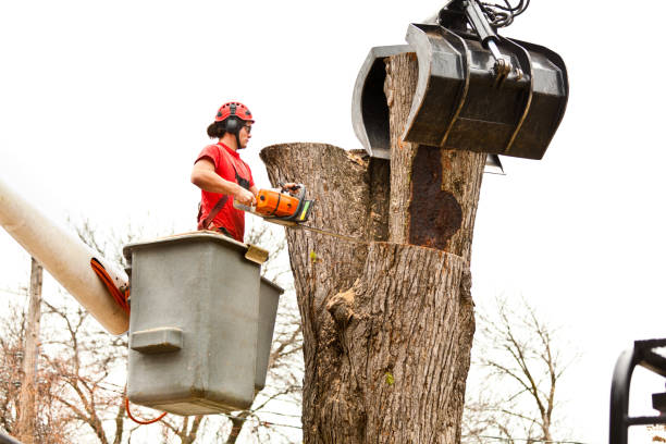 Bonham, TX Tree Services Company